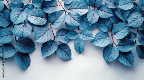 Blue Leaves on White Background, Close Up