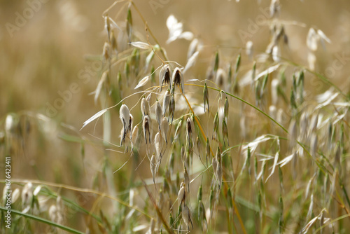 Close-up shot of an oat plant that ripens and begins to dry,