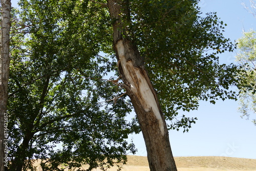 Poplar trees that are neglected and are starting to dry out due to drought