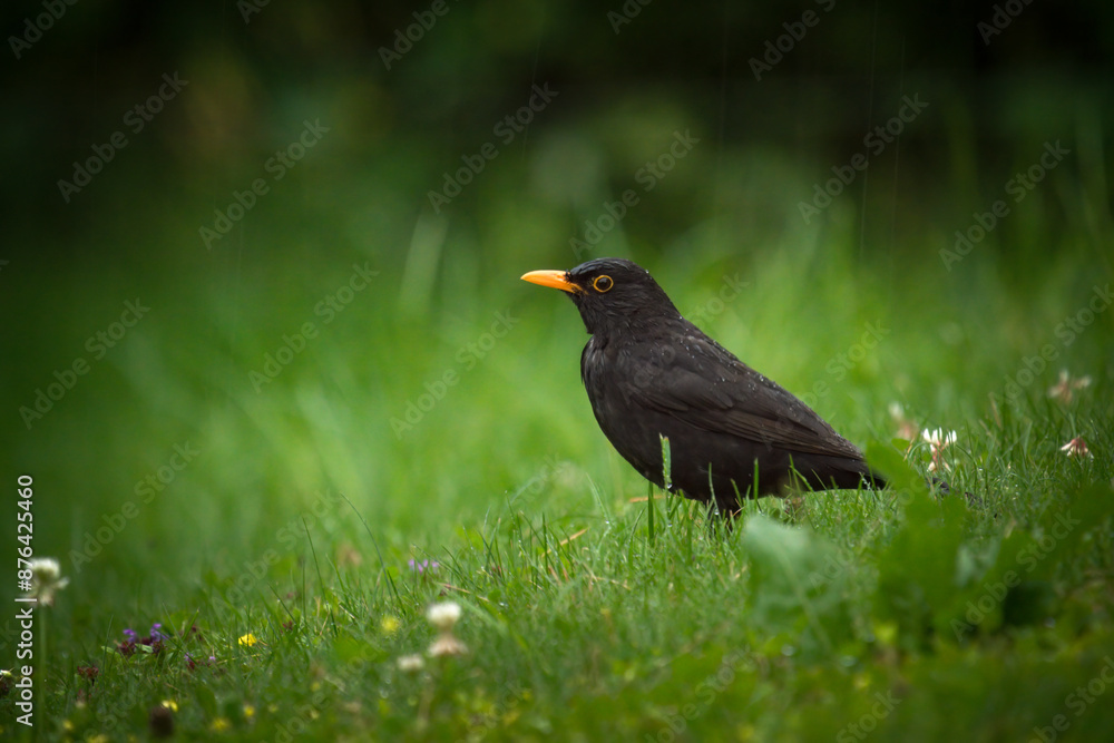 a blackbird, turdus merula, on the green lawn at a rainy summer day a blackbird, turdus merula, on the green lawn at a rainy summer day