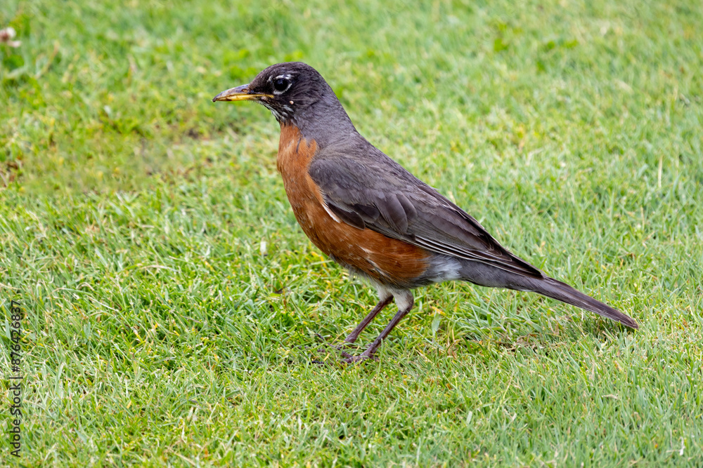 robin on the grass robin on the grass