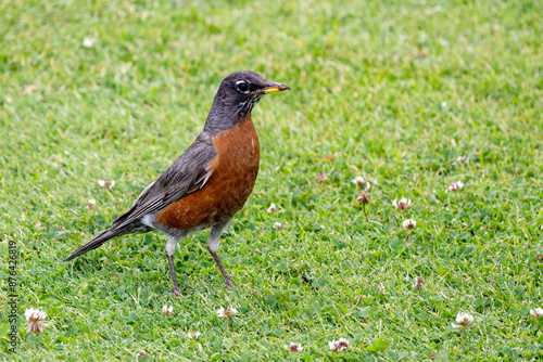 robin on the grass