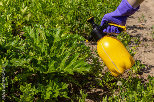 Spraying of hogweed with herbicides. Man in rubber gloves sprays young hogweed with chemicals. Natural