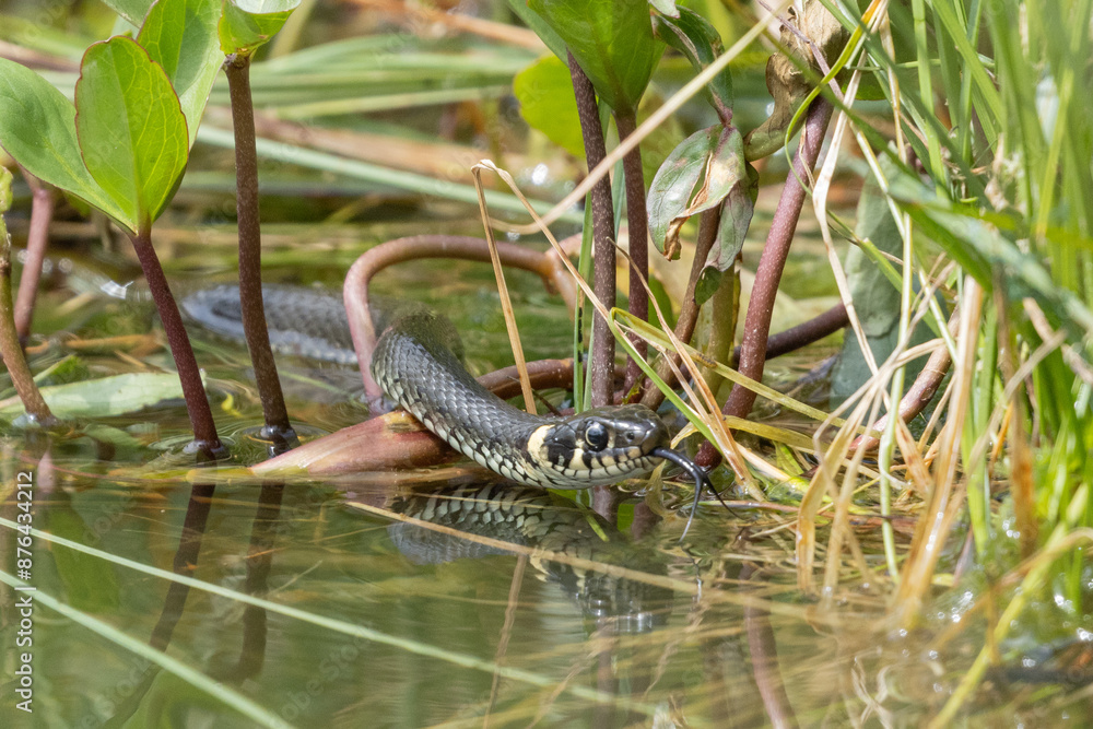 Fototapeta premium Züngelnde Ringelnatter auf Beutejagd