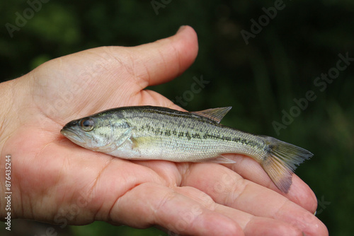 Large catch of the day, a small white bass was the only fish caught that day.  It is catch and release on for sure when fishing for this size!