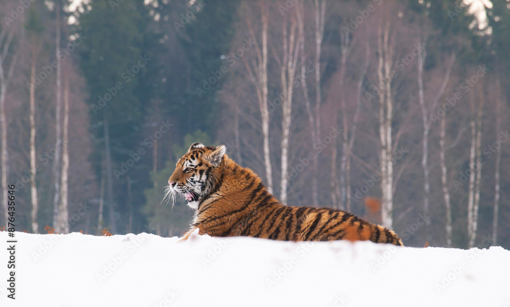 Siberian tiger, Panthera tigris altaica in a taiga filled with snow, Animal relax on snow