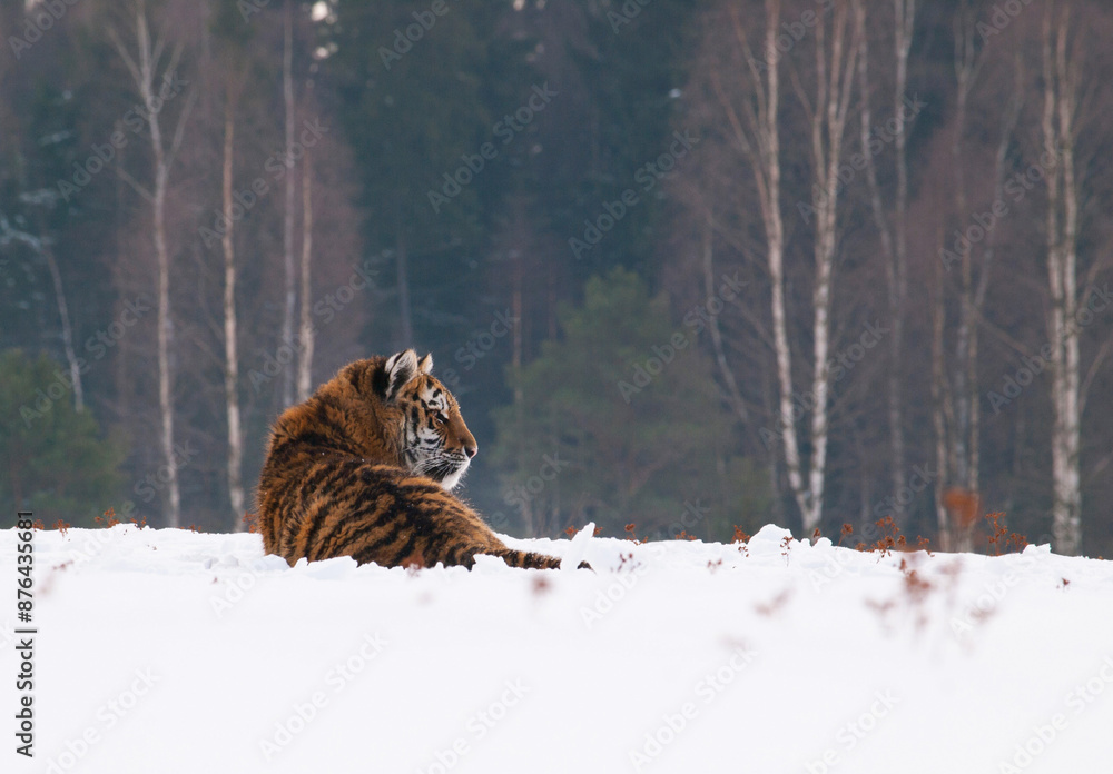 Siberian tiger, Panthera tigris altaica in a taiga filled with snow, Animal relax on snow