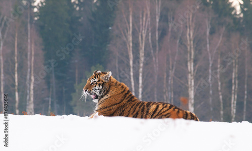 Obraz na płótnie Siberian tiger, Panthera tigris altaica in a taiga filled with snow, Animal relax on snow w salonie
