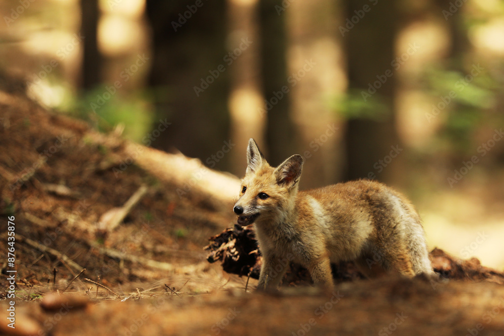 Little cube of red fox looking up - Vulpes vulpes
