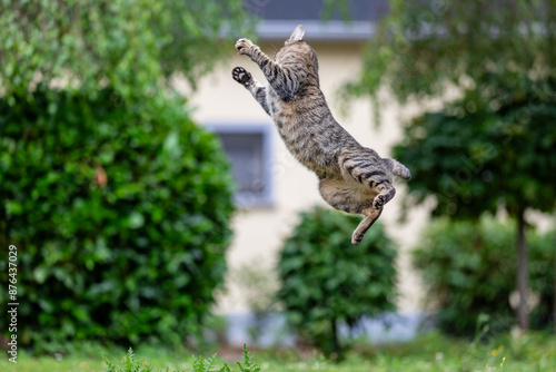 cat jumping high in the air