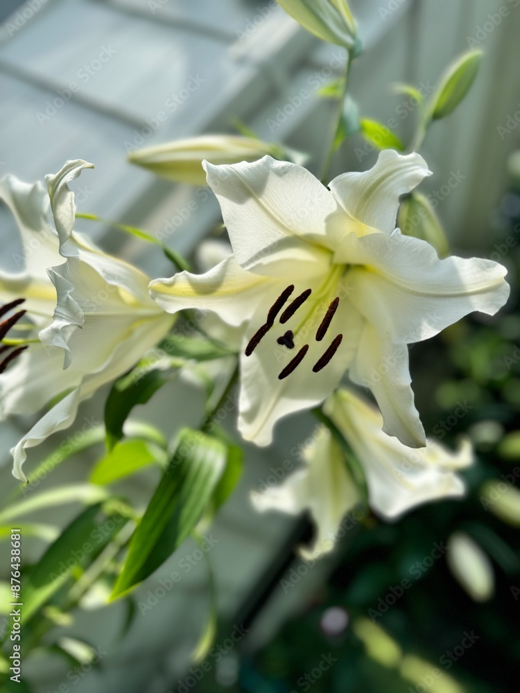 lily flower lily flower
