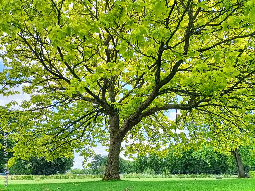 Vibrant Green Tree in Springtime Vibrant Green Tree in Springtime