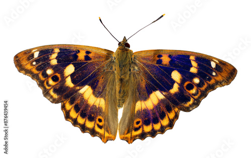 Canvas Print Orange blue colorful butterfly Apatura ilia isolated on transparent, close-up, macro