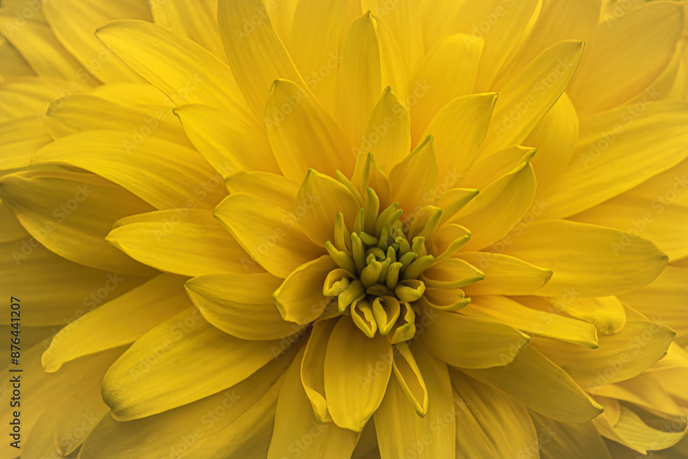 Fototapeta premium yellow chrysanthemum flower