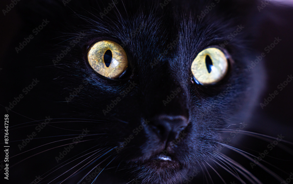 Black cat with yellow eyes 