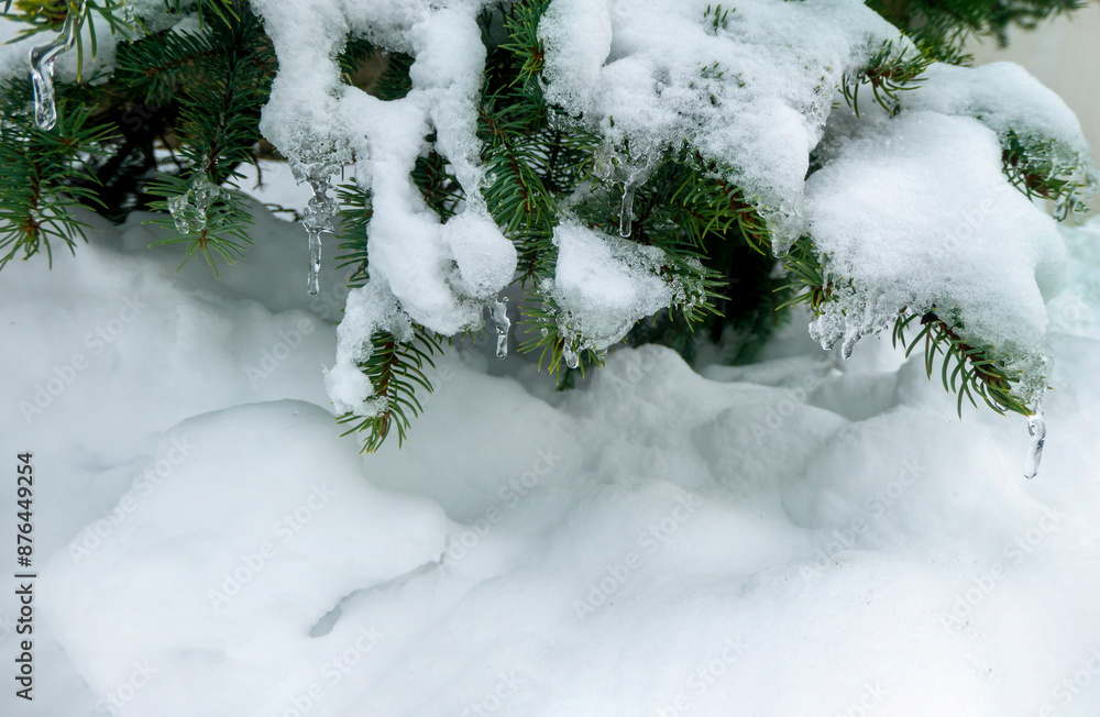 On a white background of snow. Green branches of the Christmas tree. frozen countryside scene in winter with snow. forest view, trees in ice