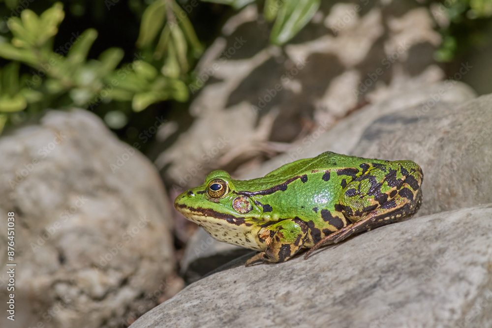 Green frog Green frog