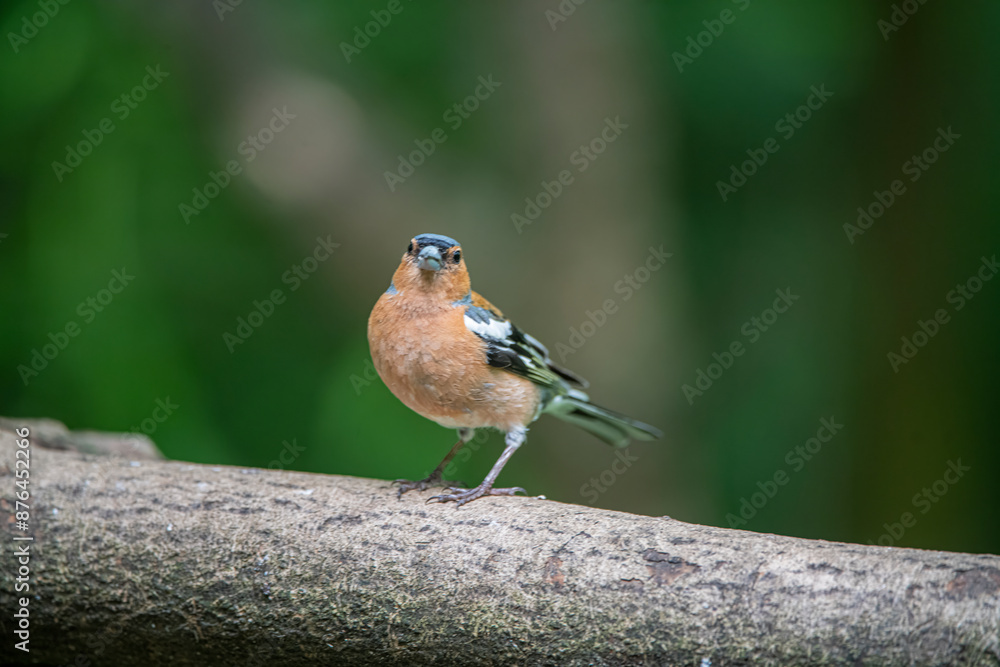 chaffinch chaffinch