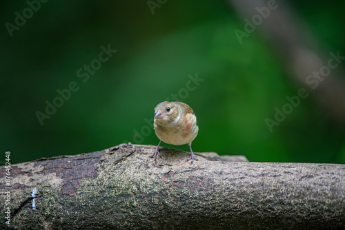 goldfinch 