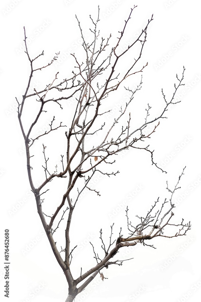 Fototapeta premium A tree with exposed branches and a bird resting on one of its limbs