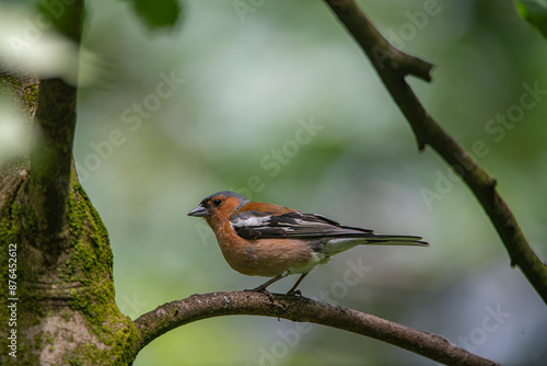 goldfinch 