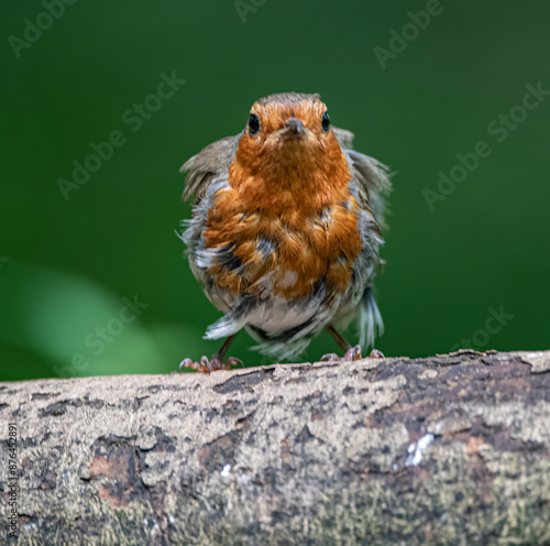Robin