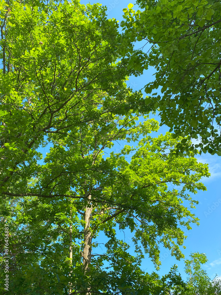 Fototapeta premium green leaves and sky, trees, green tree an blue sky