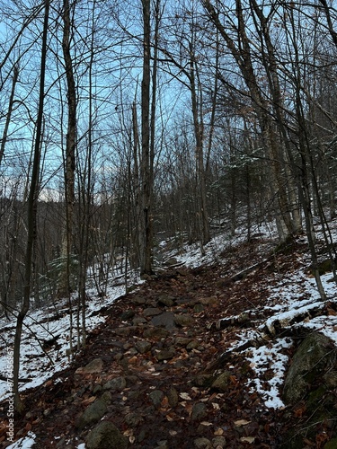 forest in winter