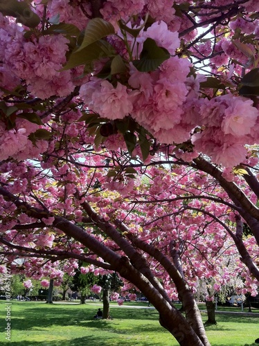 pink cherry blossom