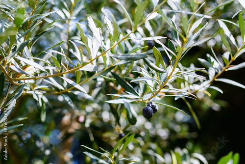 Wallpaper Mural Amalfi olives in Italy Torontodigital.ca