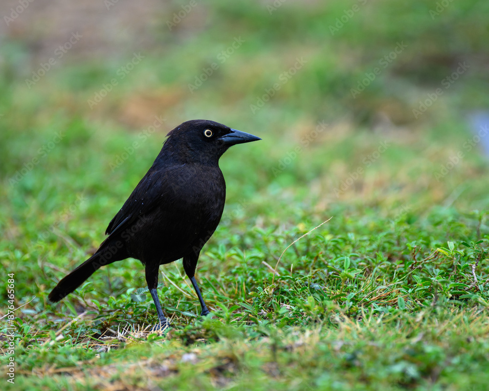 Blackbird on grass. Caribbean Grackle. Blackbird on grass. Caribbean Grackle.