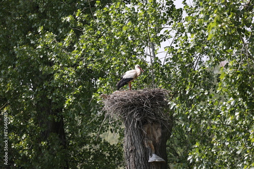 Storch in seinem Nest photo