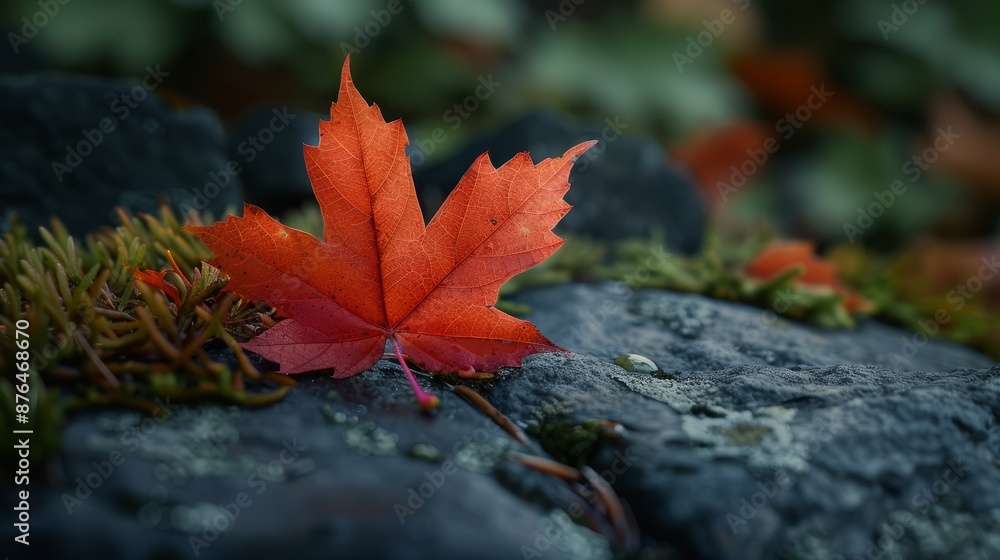 Autumn leaf. Cozy environment. Autumn background Autumn leaf. Cozy environment. Autumn background