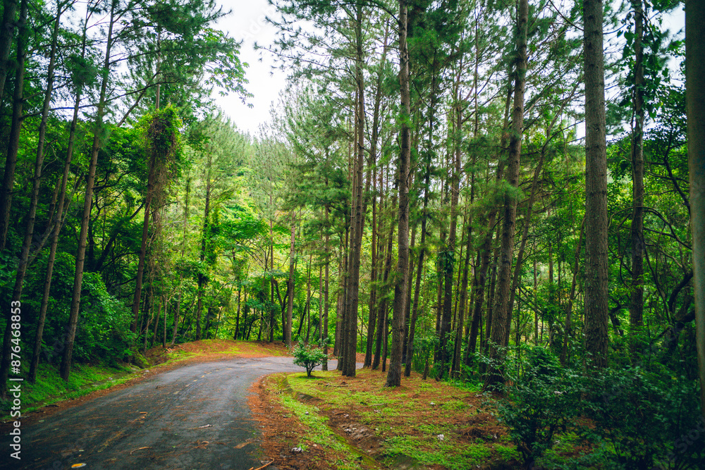 Naklejka premium road in the forest