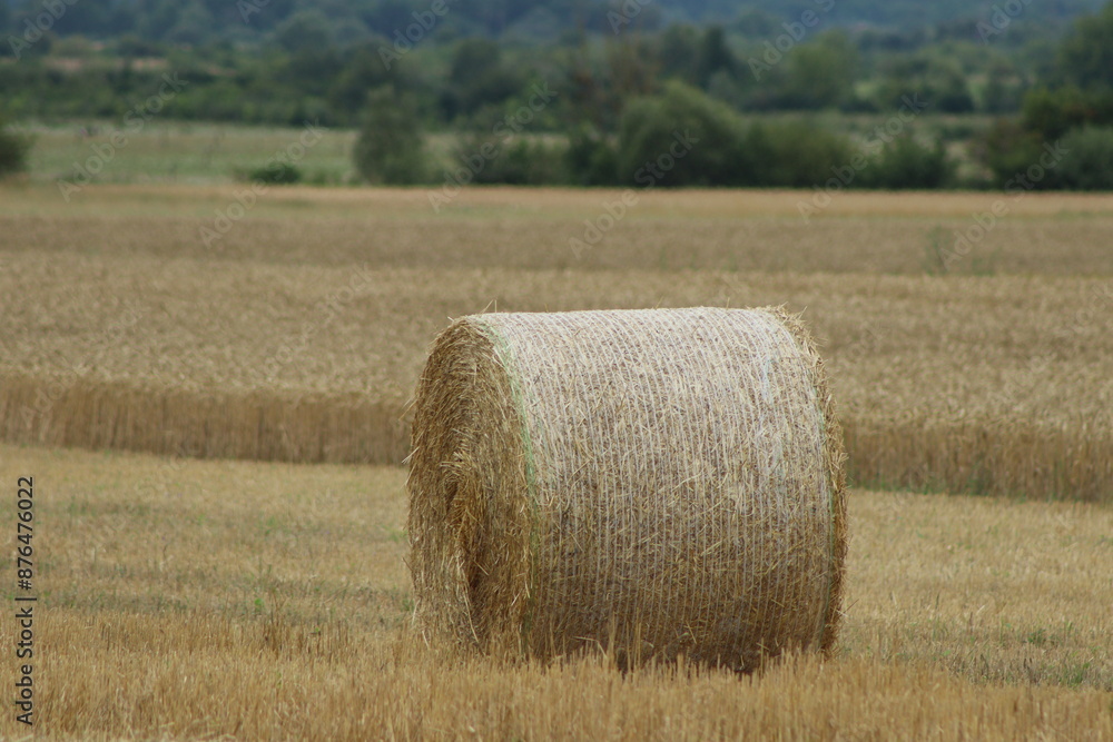 picture of fresh summer haystacks in the field picture of fresh summer haystacks in the field
