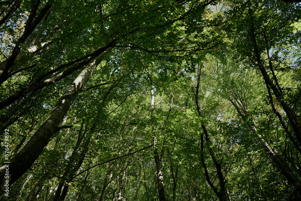 Tranquil Forest Canopy with Lush Green Leaves in Wooded Area Providing Shade and Serenity Nature Scenery View Tranquil Forest Canopy with Lush Green Leaves in Wooded Area Providing Shade and Serenity Nature Scenery View