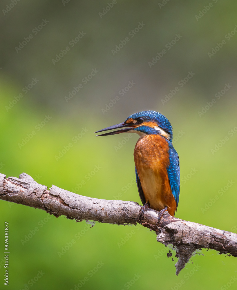 Fototapeta premium kingfisher on branch