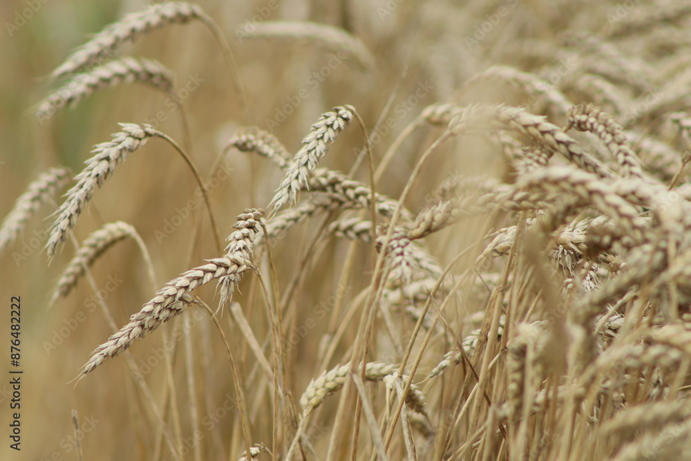 Fototapeta premium ripe golden ears of wheat in the field