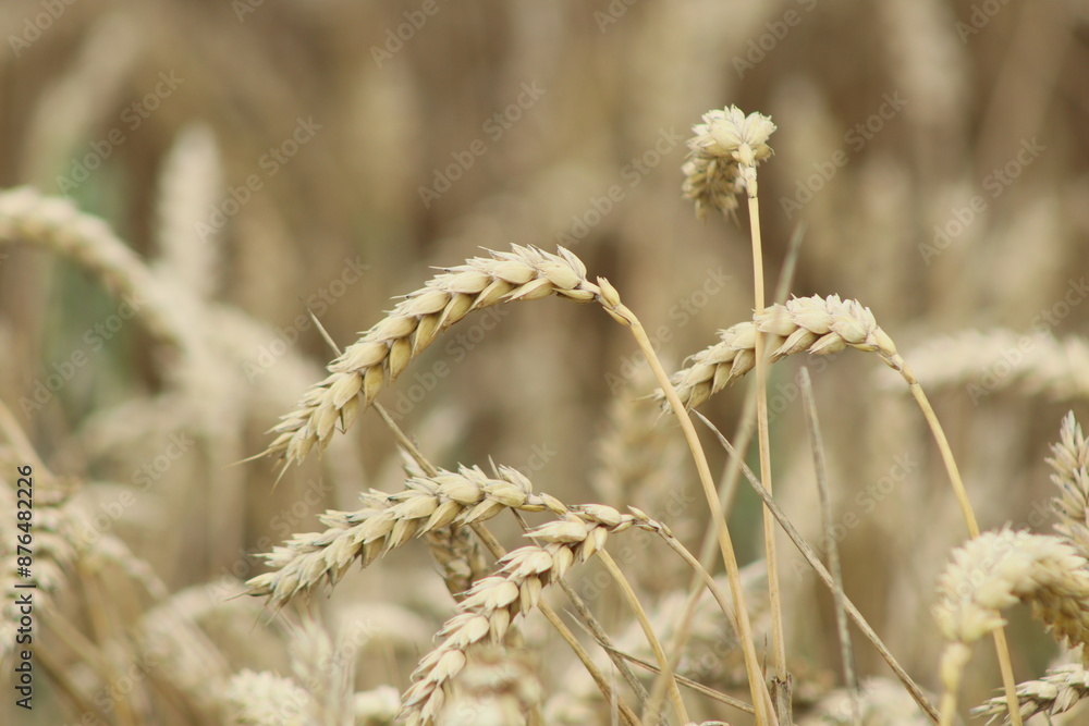 Fototapeta premium ripe golden ears of wheat in the field