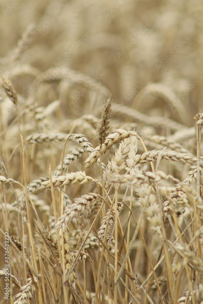 Fototapeta premium ripe golden ears of wheat in the field