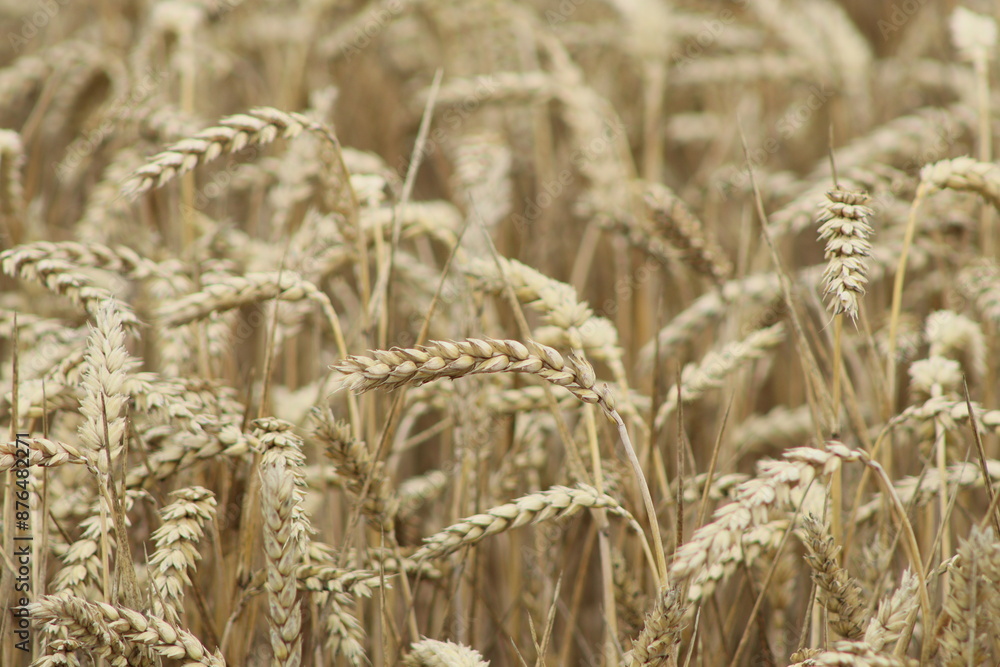 Fototapeta premium ripe golden ears of wheat in the field