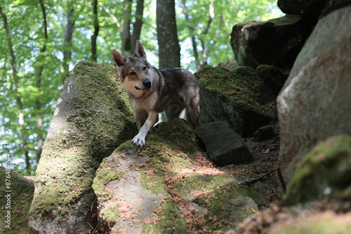 Tschechoslowakischer Wolfhund in Felsenschlucht photo