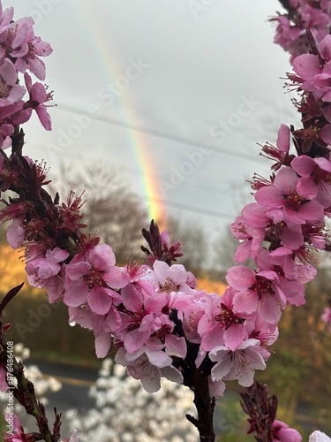 Rainbow blossom