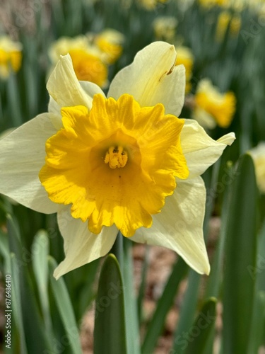 Daffodil
