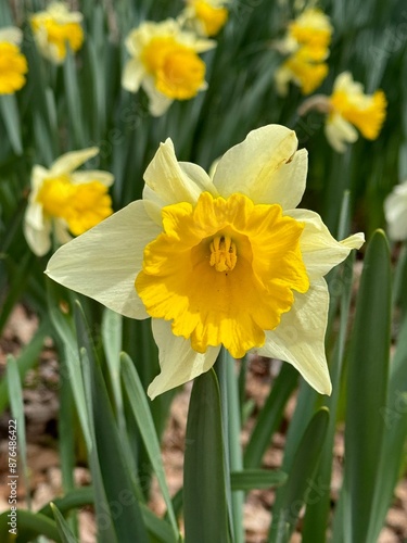 Daffodil