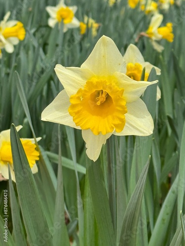 Daffodil