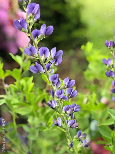 Purple flower
