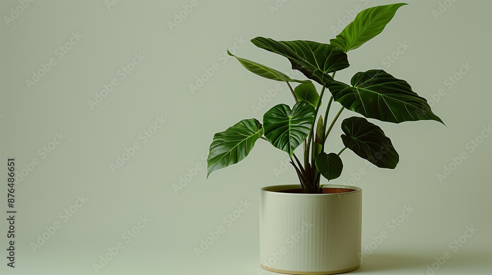 A beautiful, minimalist indoor plant with vibrant green leaves thriving in a sleek white ceramic pot. A beautiful, minimalist indoor plant with vibrant green leaves thriving in a sleek white ceramic pot.
