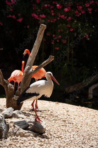 The white stork (Ciconia ciconia) standing on the rock with piece of dry tree and blurry flamingos on the background. Ciconiidae, Large birds