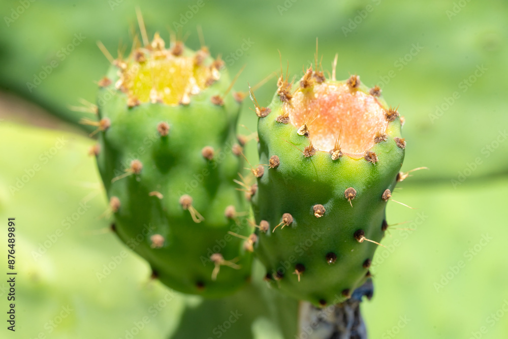 Green india fig in development process with flower traces Green india fig in development process with flower traces